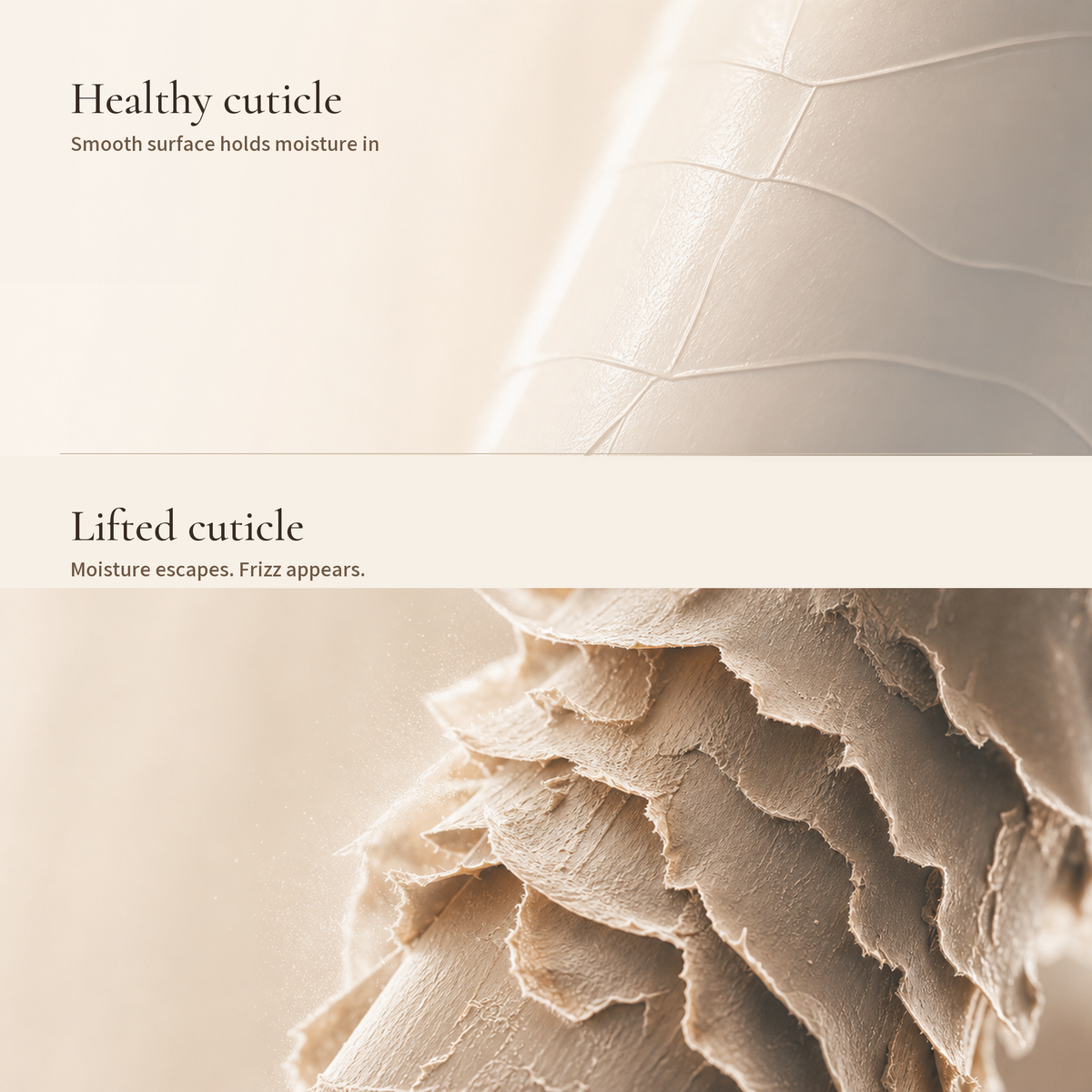 Diagram comparing a smooth healthy hair cuticle with a lifted cuticle linked to moisture loss
