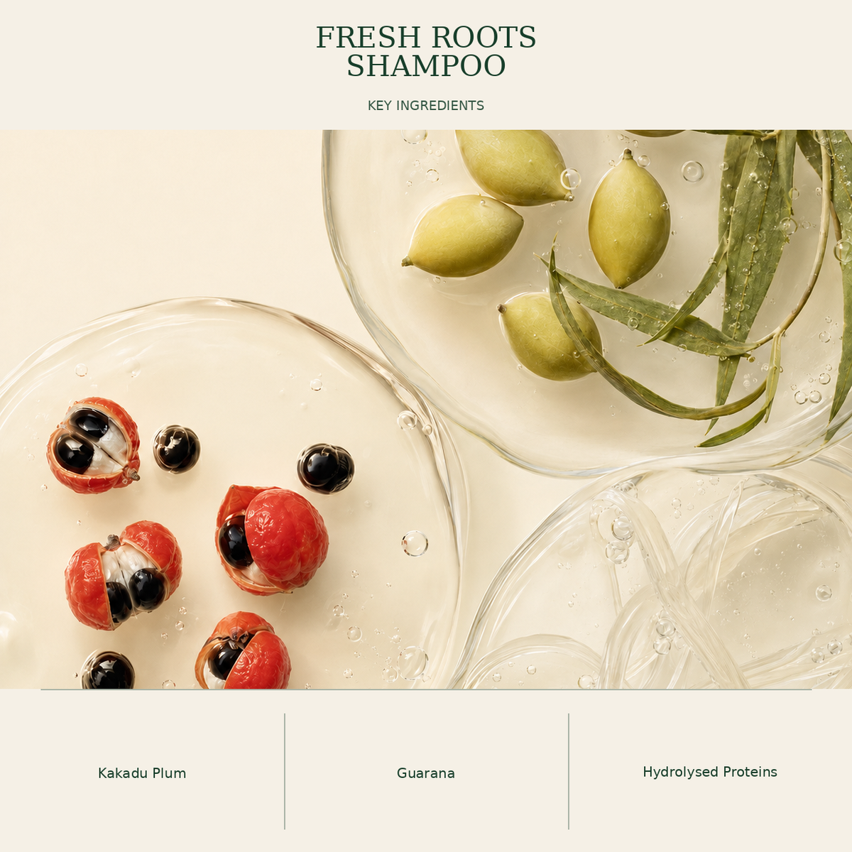 Botanical ingredient illustration for Kadūra Fresh Roots Shampoo for oily scalp care